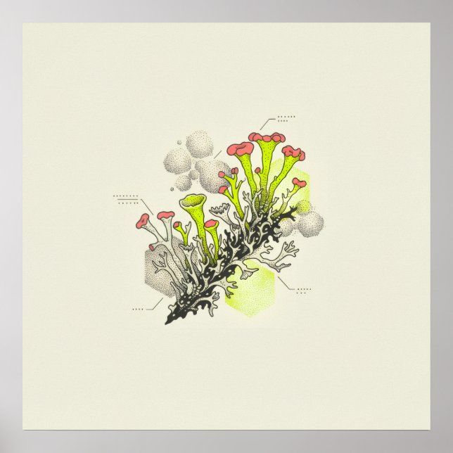 Rötlich gespitzter Becherflechte Botanischer Studi Poster (Vorne)