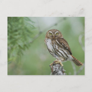Rötliche Zwergkauz, Glaucidium brasilianum, 3 Postkarte