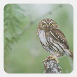 Rötliche Zwergkauz, Glaucidium brasilianum, 3 Quadratischer Aufkleber