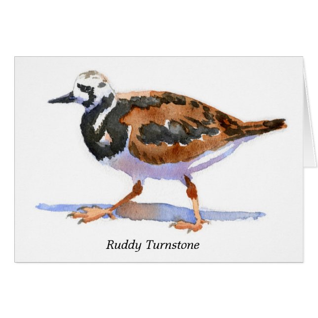 Rötlicher Turnstone (Vorderseite (Horizontal))
