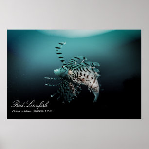 Rotlionfisch (Pterois volitans, Linnaeus, 1758) Poster