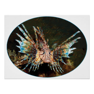 Rotlionfish, Raja Ampat - fotografisches Design   Poster