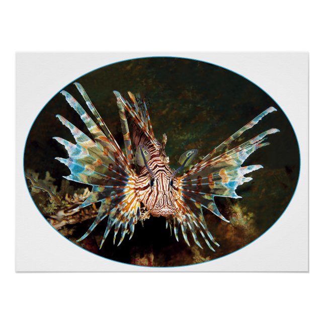 Rotlionfish, Raja Ampat - fotografisches Design | Poster (Vorderseite)