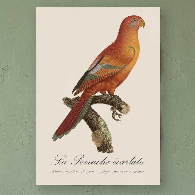 Rotlori oder Eos Bornea, Trichoglossus borneus Poster (Red Lory or Eos Bornea, Trichoglossus borneus. Poster)