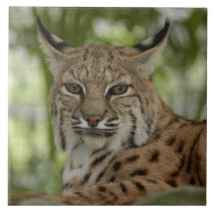 Rotluchs 2_11x11 fliese