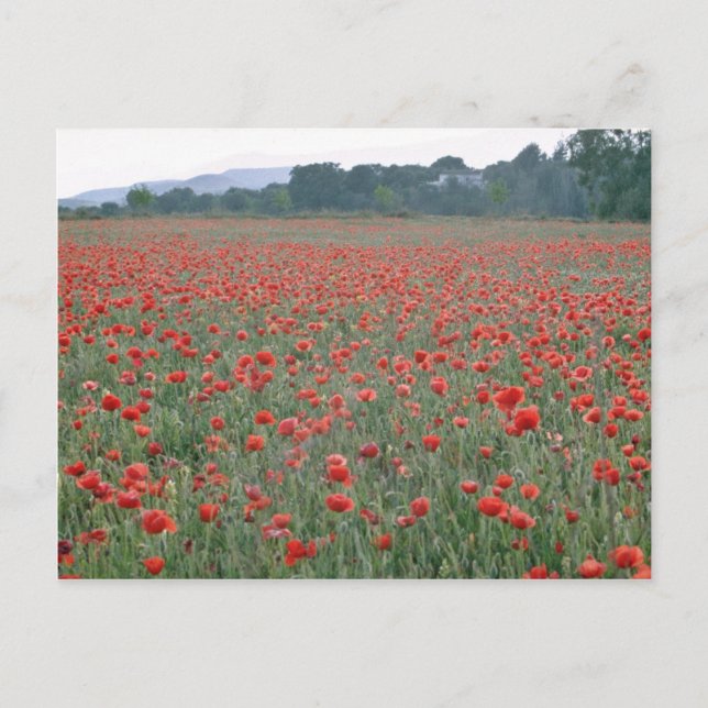 Rotmohnfeld, Kent, England, Blume Postkarte (Vorderseite)