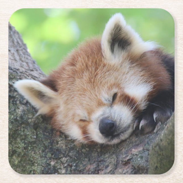 RotPanda20150705 Rechteckiger Pappuntersetzer (Vorderseite)
