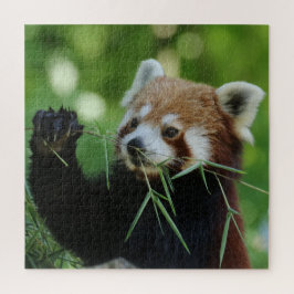 RotPanda 2020-03-01 Puzzle
