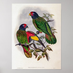 Rotscheitellori von John Gould Poster