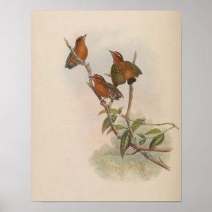 Rotschenkel-Piculus von John Gould Druck Poster