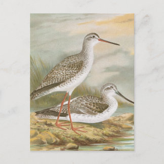 "Rotschenkel" Vintage Vogelillustration Postkarte