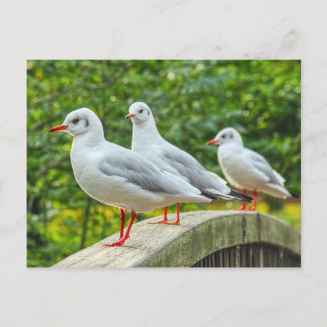Rotschenkelkitts Postkarte (Vorderseite)