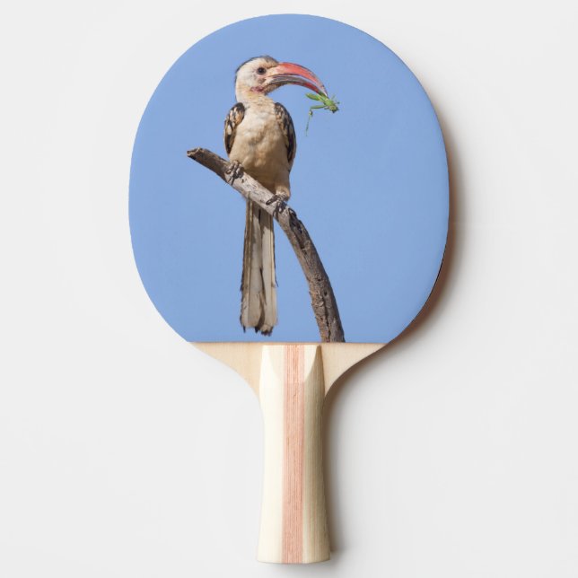Rotschnabel Tischtennis Schläger (Vorderseite)