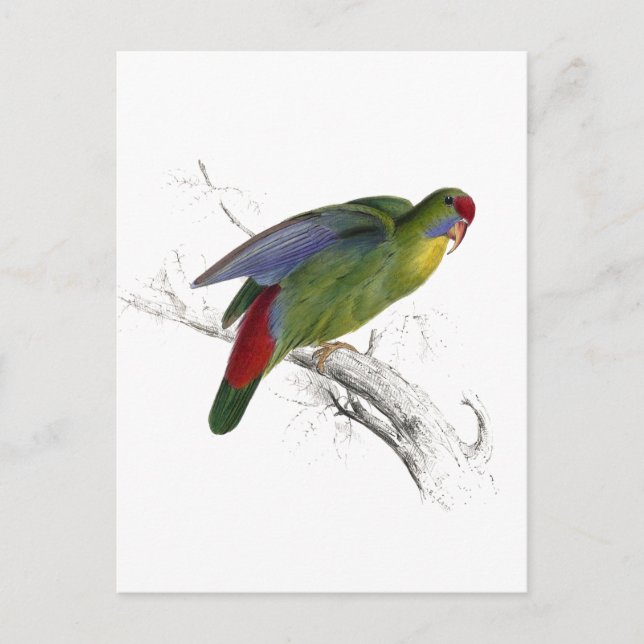Rotschnabelparraket Postkarte (Vorderseite)