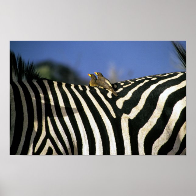 Rotschnabelspecht auf einem Zebra-Rücken - Simbabw Poster (Vorne)