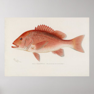 Rotschnappfisch Vintage Kunst Poster