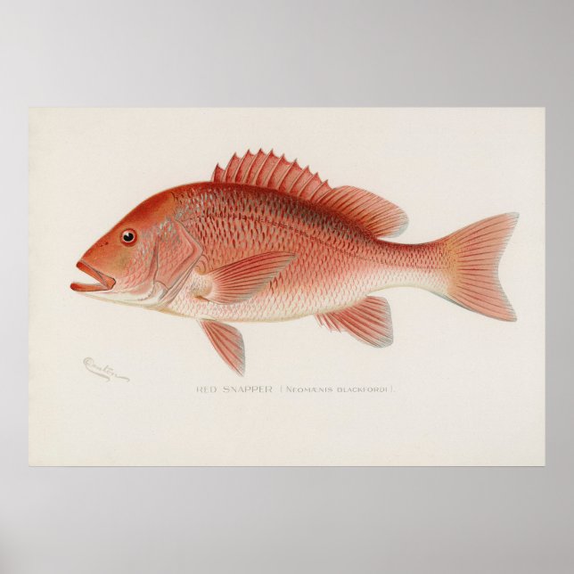 Rotschnappfisch Vintage Kunst Poster (Vorne)