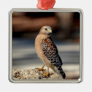 Rotschulterbussard auf einem Felsen Ornament Aus Metall