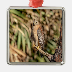 Rotschulterbussard in einem Baum Silbernes Ornament