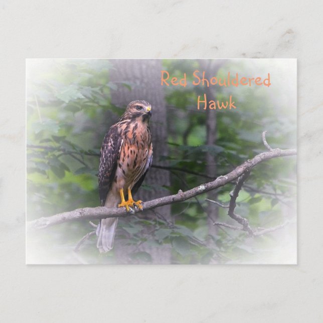 Rotschulterbussard Postkarte (Vorderseite)