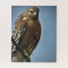 Rotschulterfalke Puzzle