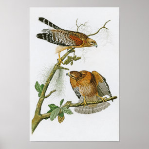 Rotschulterige Hawk John Audubon Birds of America Poster