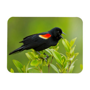 Rotschulterstärling (Agelaius Phoeniceus) Magnet