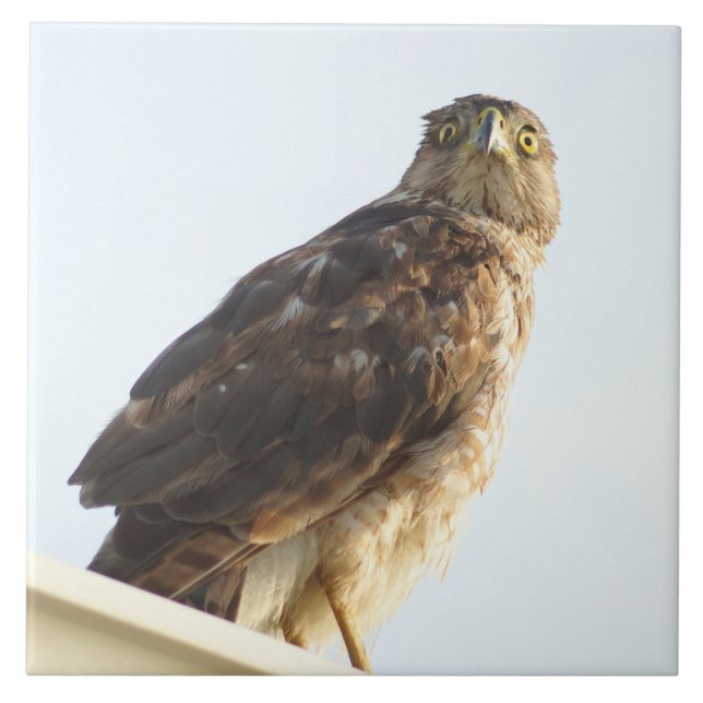 Rotschurke Fliese (Vorderseite)