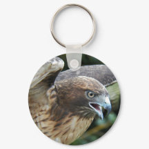 Rotschwanz-Hawk-Foto