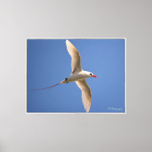 Rotschwanz-Tropikvogel Kauai (Fotografie von mir) Leinwanddruck