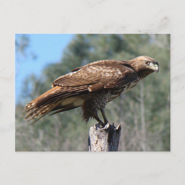 Rotschwanzbäume Postkarte (Vorderseite)