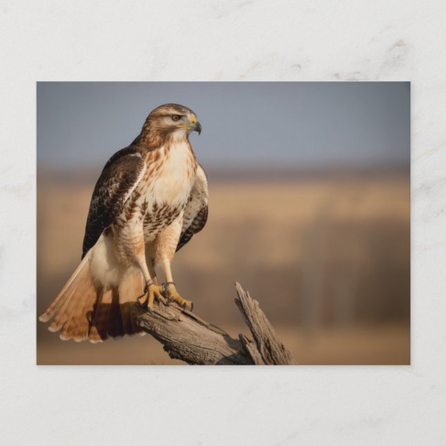 Rotschwanzbussard Entspannung Postkarte (Vorderseite)