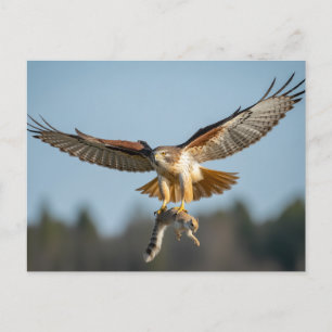 Rotschwanzbussard fängt Eichhörnchen  Postkarte