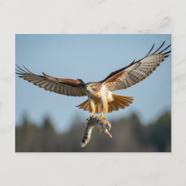 Rotschwanzbussard fängt Eichhörnchen  Postkarte (Vorderseite)