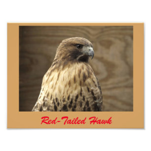 Rotschwanzbussard Foto