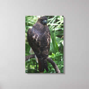 Rotschwanzbussard-Foto auf Wrapped Canvas Leinwanddruck