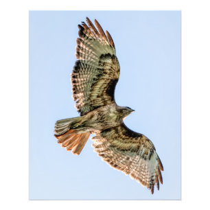 Rotschwanzbussard im Flug – Wildlife-Wandkunst Fotodruck