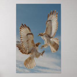Rotschwanzbussard-Paar im Balztanz Poster