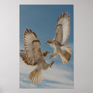 Rotschwanzbussard-Paar im Balztanz Poster