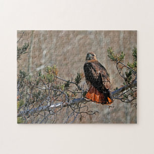 Rotschwanzbussard Puzzle