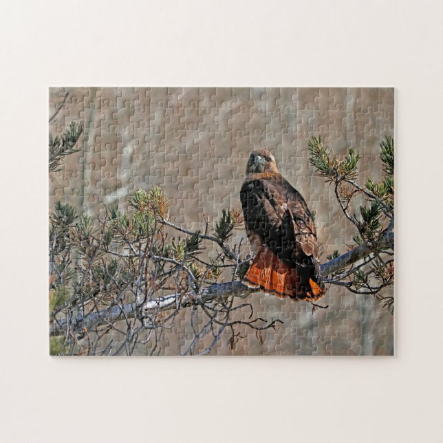 Rotschwanzbussard Puzzle (Horizontal)