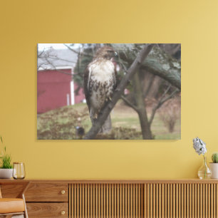Rotschwanzbussard Rote Scheune 36" x 24" Leinwanddruck