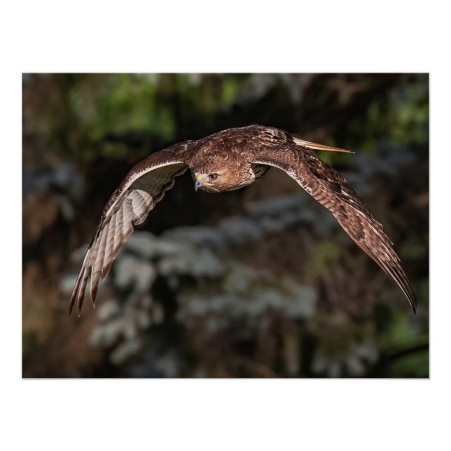 Rotschwanzfalken im Angriffsmodus Poster (Vorderseite)