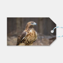 Rotschwanzfalken im Hudson-Tal