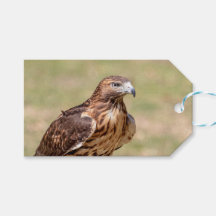 Rotschwanzfalken im Hudson-Tal