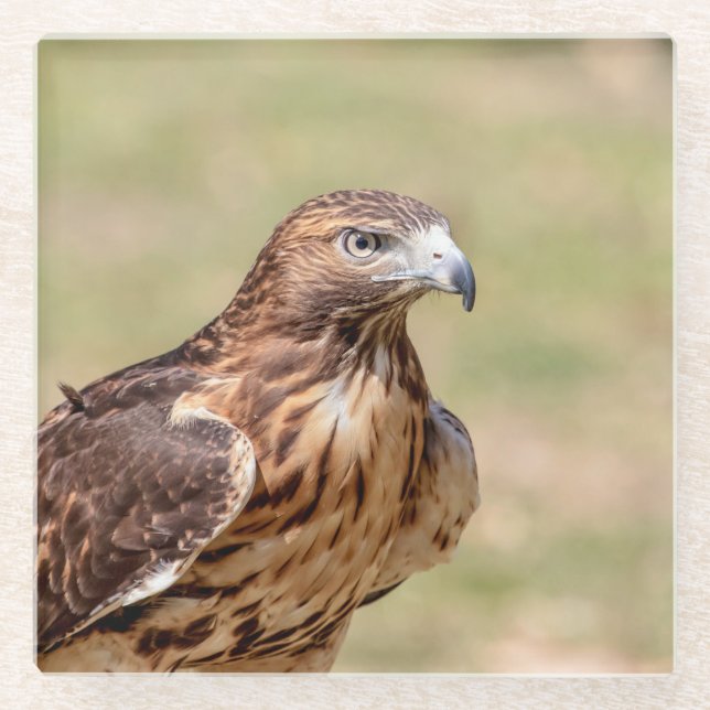 Rotschwanzfalken im Hudson-Tal Glasuntersetzer (Vorderseite)