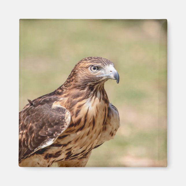 Rotschwanzfalken im Hudson-Tal Magnet (Vorne)