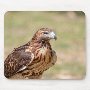 Rotschwanzfalken im Hudson-Tal Mousepad