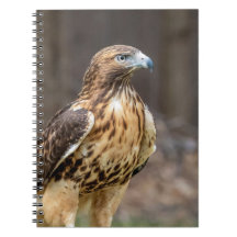 Rotschwanzfalken im Hudson-Tal