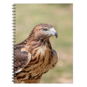 Rotschwanzfalken im Hudson-Tal Notizblock